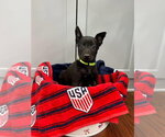 Small #2 Mutt