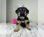 Small #1 YorkiePoo