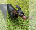 Small #57 Dachshund Mix