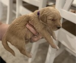 Puppy Purple Goldendoodle