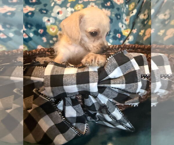 Medium Photo #7 Chihuahua-Unknown Mix Puppy For Sale in Pacolet, SC, USA