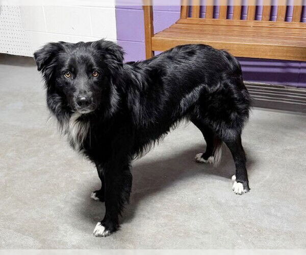 Medium Photo #1 Border Collie-Unknown Mix Puppy For Sale in Genesee, WI, USA