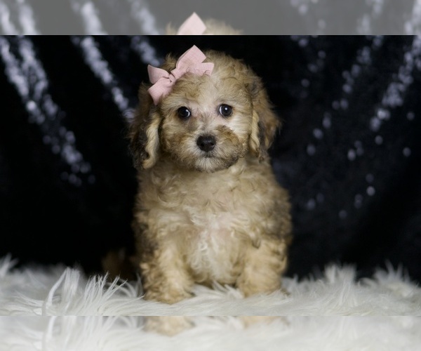 Medium Photo #5 Poodle (Miniature) Puppy For Sale in WARSAW, IN, USA