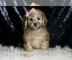 Small #4 Poodle (Miniature)