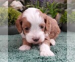 Small #1 Cavapoo (Miniature)