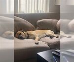 Small Black Mouth Cur-Boxer Mix