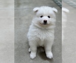 Small Photo #5 Samoyed Puppy For Sale in SACRAMENTO, CA, USA