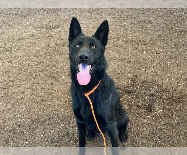 Medium Photo #1 German Shepherd Dog Puppy For Sale in Orange, CA, USA