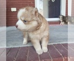 Small Photo #3 Siberian Husky Puppy For Sale in CROSSVILLE, AL, USA
