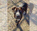 Small #6 Mutt
