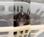 Puppy Tiny Tim Miniature Australian Shepherd