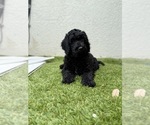Small Photo #12 Goldendoodle Puppy For Sale in GIBSONTON, FL, USA