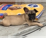 Small Photo #4 French Bulldog Puppy For Sale in DURANTS NECK, NC, USA