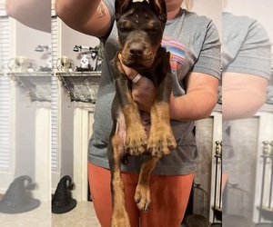 Doberman Pinscher Puppy for sale in ODENVILLE, AL, USA
