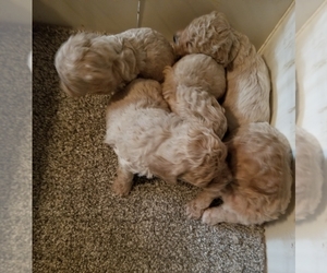 Bichpoo Puppy for sale in PLYMOUTH, IN, USA