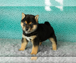 Puppy Andre Shiba Inu