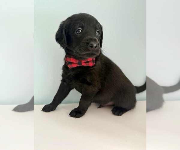 Medium Photo #2 Aussiedoodle-Labradoodle Mix Puppy For Sale in BRYANTOWN, MD, USA