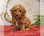 Small Photo #2 Goldendoodle (Miniature) Puppy For Sale in EPHRATA, PA, USA
