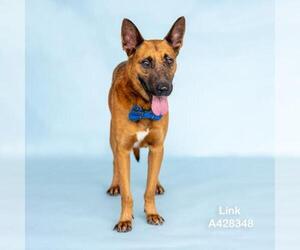 LINK - Male German Shepherd Dog-Unknown Mix Dog for Adoption - Photo #2