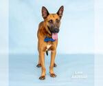 Small #1 German Shepherd Dog Mix