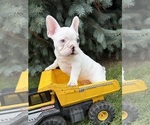 Louie - Male French Bulldog Puppy for Sale - Photo #4