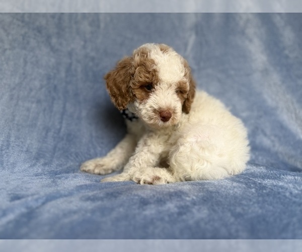 Medium Photo #4 Poodle (Miniature) Puppy For Sale in LAKELAND, FL, USA