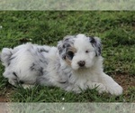 Puppy Bilbo Aussiedoodle Miniature 