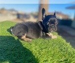 Small #2 French Bulldog