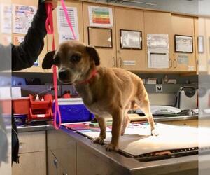 Chihuahua Dogs for adoption in Riverside, CA, USA