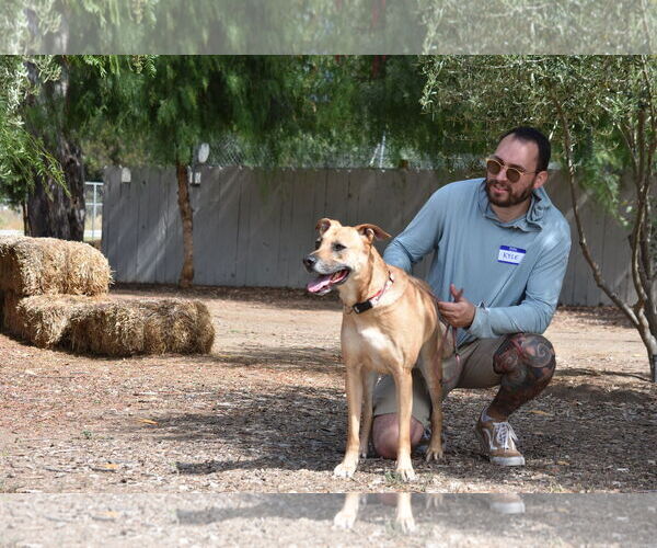 Medium Photo #2 American Pit Bull Terrier-German Shepherd Dog Mix Puppy For Sale in San Diego, CA, USA