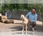 Small #1 American Pit Bull Terrier-German Shepherd Dog Mix