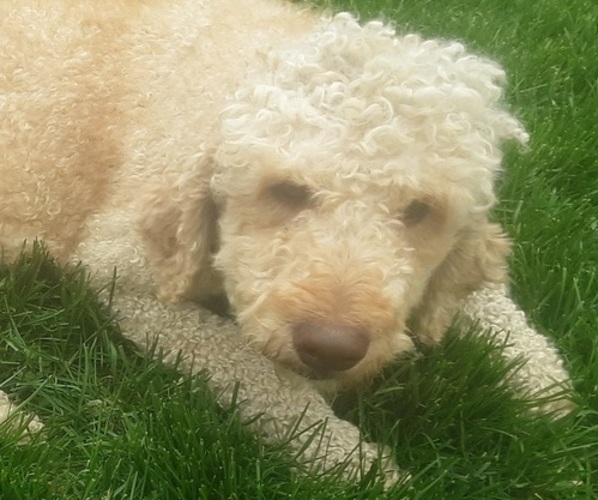 Medium Photo #1 Goldendoodle (Miniature) Puppy For Sale in PELHAM, NH, USA