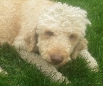 Small Photo #1 Goldendoodle (Miniature) Puppy For Sale in PELHAM, NH, USA