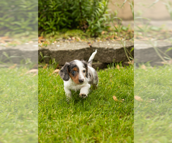 Medium Photo #5 Dachshund Puppy For Sale in BREMEN, IN, USA