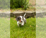 Small #4 Dachshund