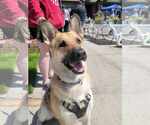 Small #3 German Shepherd Dog
