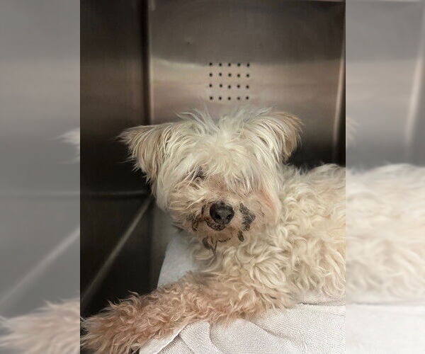 Medium Photo #1 Poodle (Miniature) Puppy For Sale in Rancho Cucamonga, CA, USA