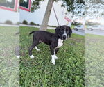Small Labrador Retriever Mix