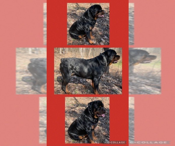 Medium Photo #1 Rottweiler Puppy For Sale in SHEPHERDSVILLE, KY, USA