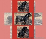 Small Photo #1 Rottweiler Puppy For Sale in SHEPHERDSVILLE, KY, USA