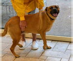 Small #2 Black Mouth Cur Mix