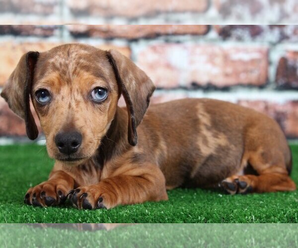 View Ad Dachshund Puppy for Sale near Maryland, BEL AIR