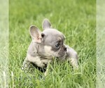 Small #2 French Bulldog