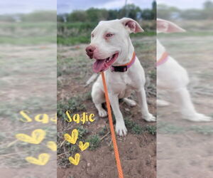 American Staffordshire Terrier-Treeing Walker Coonhound Mix Dogs for adoption in Monte Vista, CO, USA