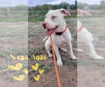 Small American Staffordshire Terrier-Treeing Walker Coonhound Mix