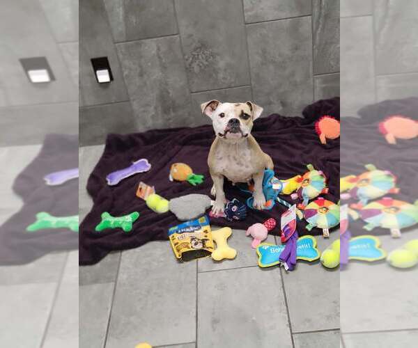 Medium Photo #4 Bulldog-Unknown Mix Puppy For Sale in New York, NY, USA