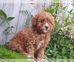 Small #21 Maltipoo