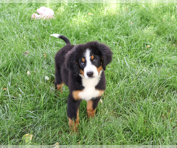 Medium Photo #1 Bernese Mountain Dog Puppy For Sale in SYRACUSE, IN, USA