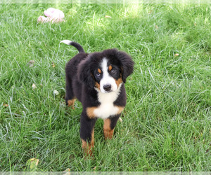 Bernese Mountain Dog Puppy for Sale in SYRACUSE, Indiana USA