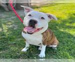 Small #2 American Pit Bull Terrier